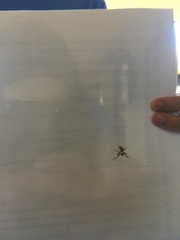 Metaphidippus chera
