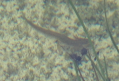 Pleurodelinae