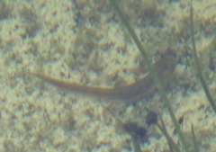 Pleurodelinae