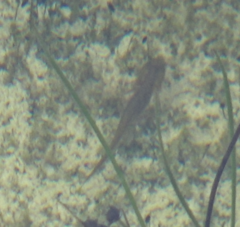 Pleurodelinae