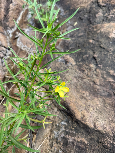 Ludwigia octovalvis observed 2026-10-29