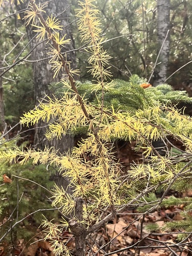 Larix laricina observed 2026-10-29