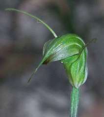 Pterostylis atrans