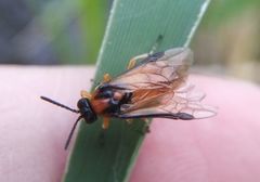 Athalia rosae