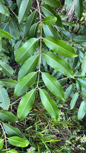 Syzygium observed 2026-10-29