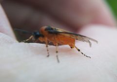 Athalia rosae