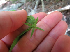 Buckleya distichophylla