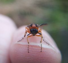 Athalia rosae