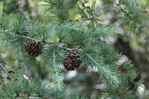 European larch
