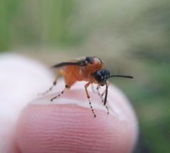 Athalia rosae