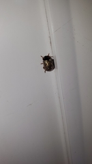 Calligrapha multipunctata