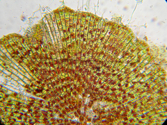 Phycopeltis
