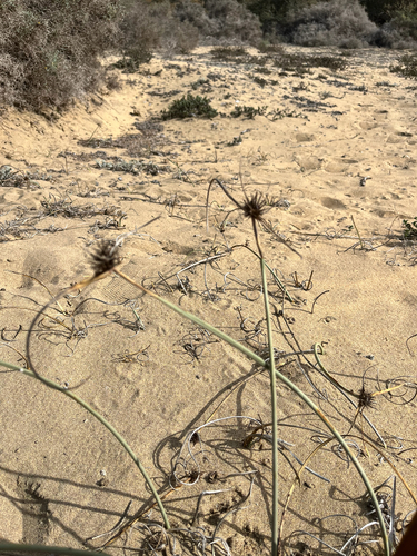 Cyperus observed 2026-10-29