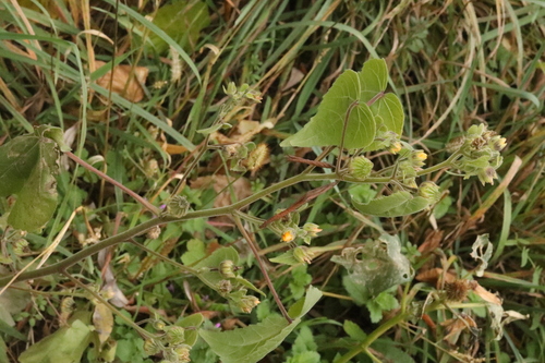 Sida observed 2026-10-29