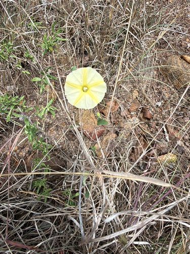 Ipomoea obscura observed 2026-10-29
