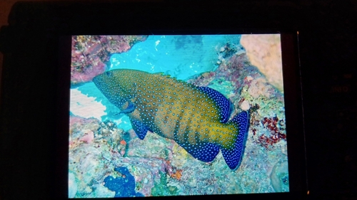 Cephalopholis argus observed 2026-10-29