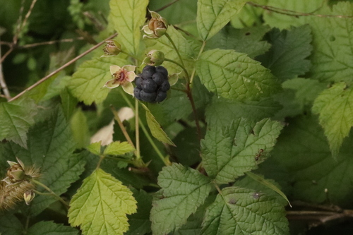 Rubus observed 2026-10-29