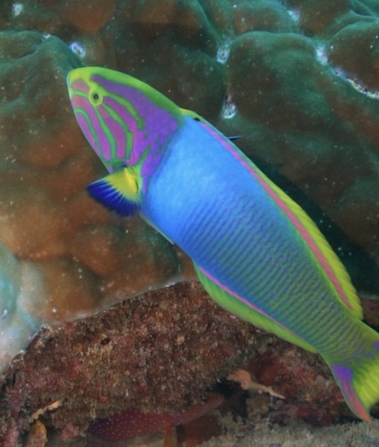 Thalassoma lutescens observed 2026-10-20