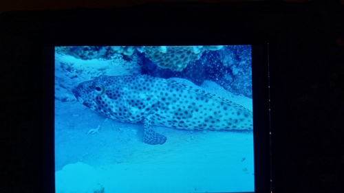 Epinephelus tauvina observed 2026-10-29