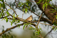 Acrocephalus palustris
