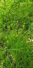 Carex squarrosa