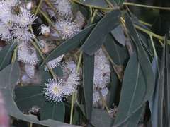 Eucalyptus aromaphloia