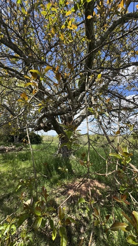 Ficus observed 2026-10-29