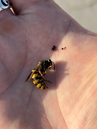 Vespula vulgaris observed 2026-10-29