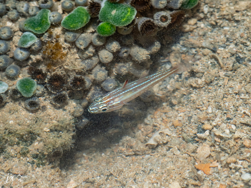 Ostorhinchus margaritophorus observed 2026-10-28