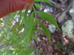 Buckleya distichophylla