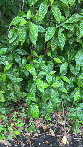Psychotria observed 2026-10-29