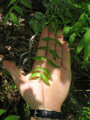 Buckleya distichophylla