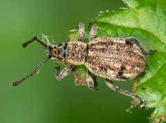 Thricolepis inornata
