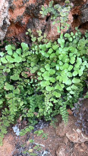 Adiantum capillus-veneris observed 2026-10-29