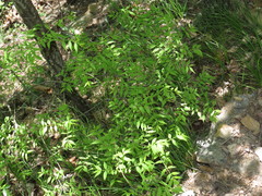 Buckleya distichophylla