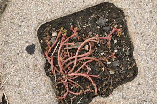 Portulaca oleracea observed 2026-10-29
