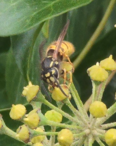 Vespula vulgaris observed 2026-10-29