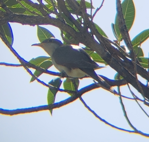 Coccyzus americanus observed 2026-10-29