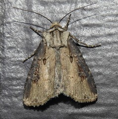 Agrotis stigmosa