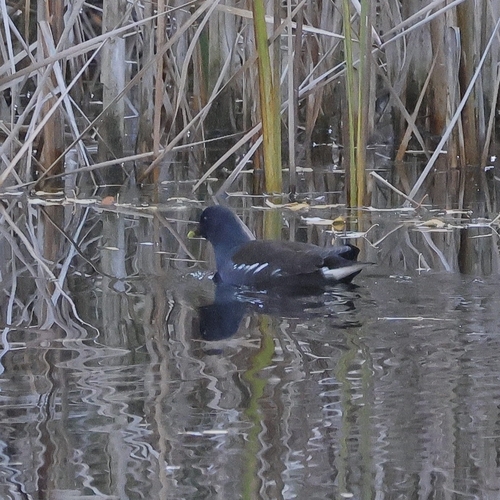 Gallinula chloropus observed 2026-10-29