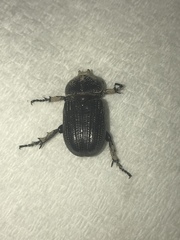 Hemiphileurus