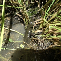 Whitmania pigra