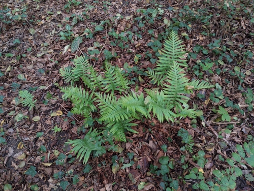 Polypodium vulgare observed 2026-10-29