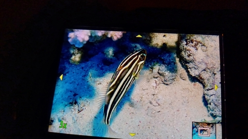 Grammistes sexlineatus observed 2026-10-29