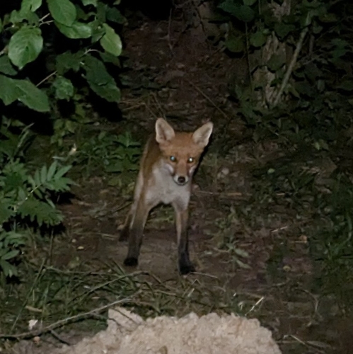 Vulpes vulpes photograph by the iNaturalist community