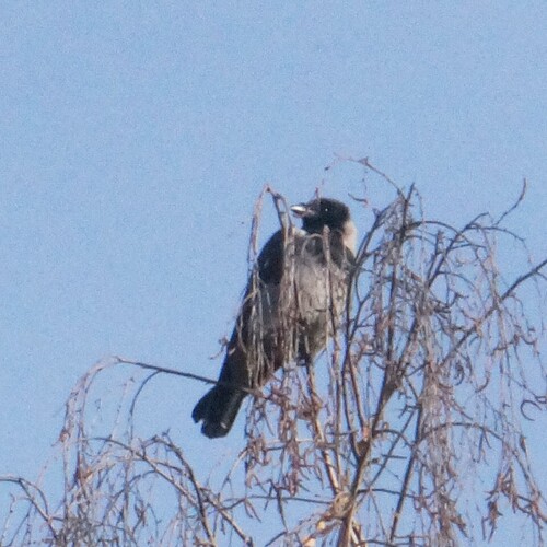 Corvus observed 2026-10-29