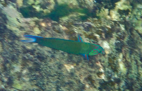 Thalassoma lunare observed 2026-10-29