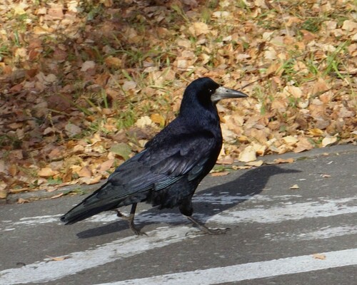 Corvus observed 2026-10-29