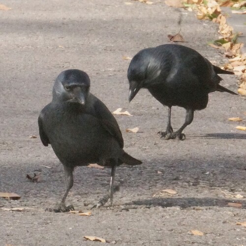 Corvus observed 2026-10-29