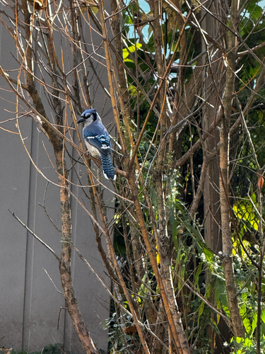 Cyanocitta cristata observed 2026-10-29